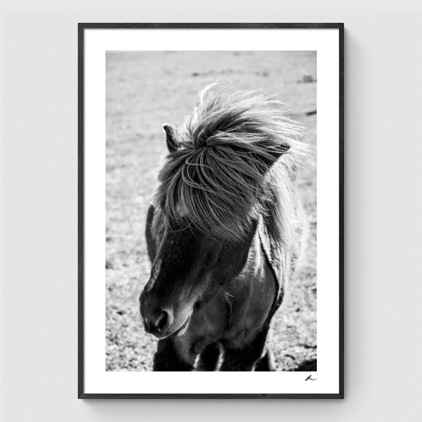 Horse in windy weather